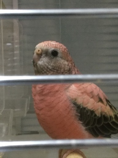 ただいまお話進め中 アキクサインコ 河内長野 くま 千代田のその他の里親募集 ジモティー ただいまお話進め中 アキクサインコ 河内長野 くま 千代田のその他の里親募集 ジモティー