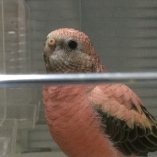 ただいまお話進め中。アキクサインコ 河内長野