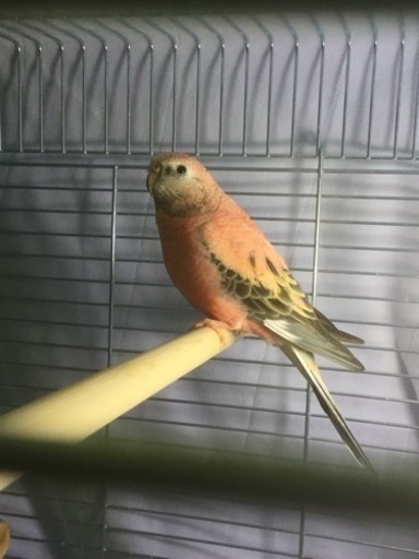 ただいまお話進め中 アキクサインコ 河内長野 くま 千代田のその他の里親募集 ジモティー