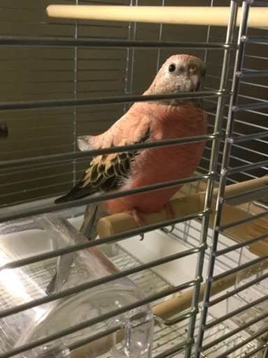 ただいまお話進め中 アキクサインコ 河内長野 くま 千代田のその他の里親募集 ジモティー ただいまお話進め中 アキクサインコ 河内長野 くま 千代田のその他の里親募集 ジモティー