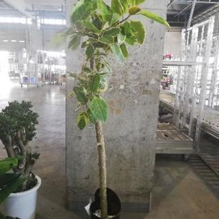 アルティシーマ　8寸　オシャレ鉢　観葉植物