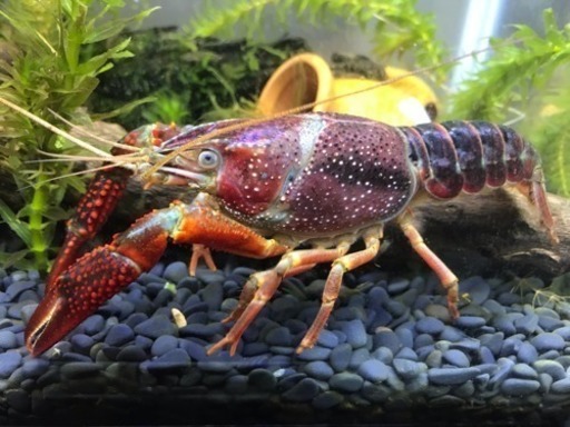 特lサイズのアメリカザリガニ 雌 800円 アイスロード 呉のその他の中古あげます 譲ります ジモティーで不用品の処分