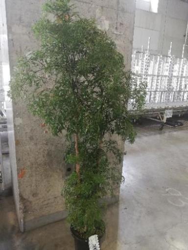 ポリシャススターシャ8寸観葉植物花 卸売り花問屋 昭和町の家具の中古あげます 譲ります ジモティーで不用品の処分