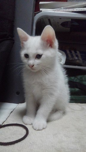 可愛い真っ白い猫です シロたん 石部の猫の里親募集 ジモティー 可愛い真っ白い猫です シロたん 石部の猫の里親募集 ジモティー