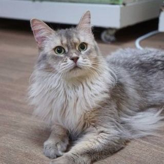 ブリーダー引退猫さん　ソマリ４才