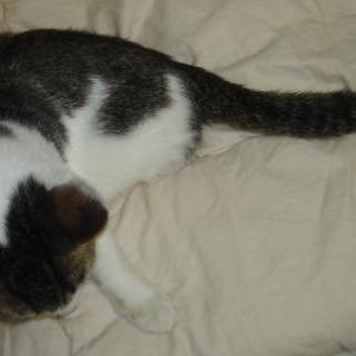 人馴れバッチリキジ白♂里親様決定しました。 (Kazu) 北山田の猫の里親 