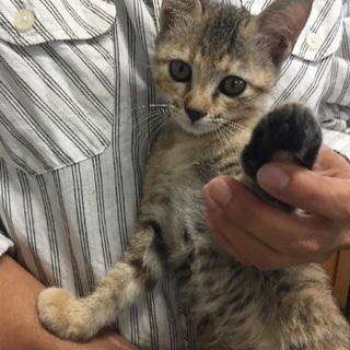 遥々那覇市からうるま市へ来た子猫ちゃん^_^