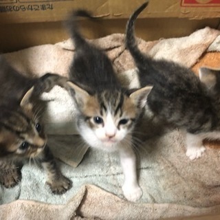 生後3週間 子猫3匹里親募集 − 沖縄県