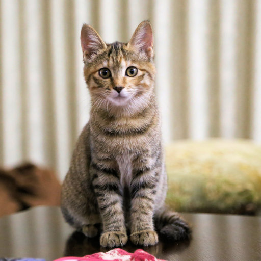 親を失った子猫を保護しました トラ猫 みけこ 湯本の猫の里親募集 ジモティー