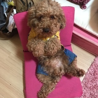 急募！愛犬可愛がってくださる方！！