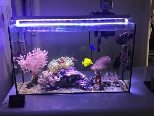 海水魚セット アクアリウム