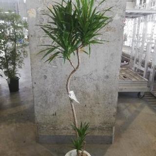 7寸　ドラセナ　ナビー　観葉植物　花