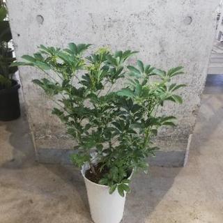 シェフレラホンコン　7寸　観葉植物　花