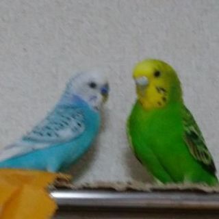 オスメス セキセイ インコ セキセイインコのオス、メスの見分け方はこれだ！性別で性格は違う？│ネット動物園 〜生き物全般からペットまで〜