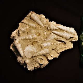 モロッコ産　サハラ砂漠　貝類化石