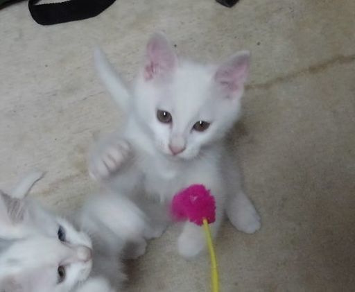 可愛い真っ白い猫です シロたん 石部の猫の里親募集 ジモティー 可愛い真っ白い猫です シロたん 石部の猫の里親募集 ジモティー