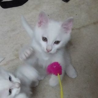 可愛い真っ白い猫です。