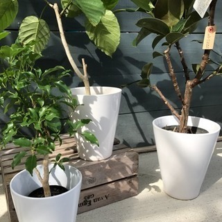 観葉植物用 陶器鉢 白 Pg 美濃加茂の生活雑貨の中古あげます 譲ります ジモティーで不用品の処分