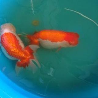 極上【らんちゅう】2歳魚 オス&メス 【公式通販】