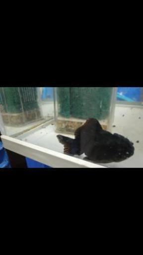 ブラックセルフィンオランダ