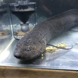 肺魚 アネクテンス