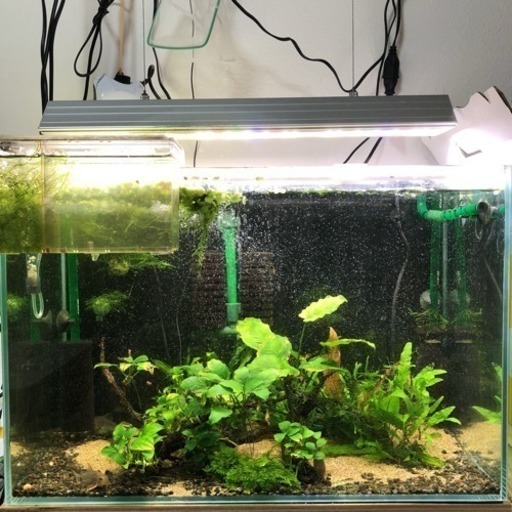アクアリウム 熱帯魚 セット