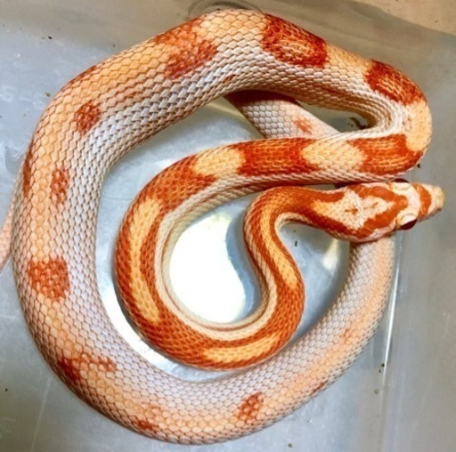 島根県唯一総合ペットショップ ジモティ限定販売生体更新 真田 松江のペットショップの無料広告 無料掲載の掲示板 ジモティー