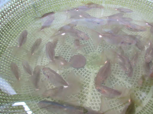 【最終値下げ】土佐錦魚・土佐錦（土佐金）当歳20匹