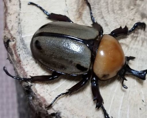 ヨツボシヒナカブトpr