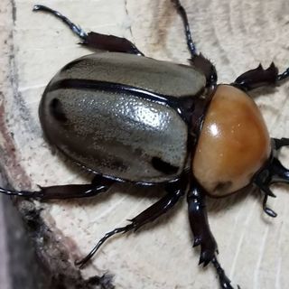 ヨツボシヒナカブトpr