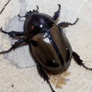 ヨツボシヒナカブトpr