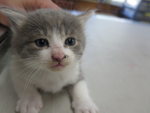 ふわふわ毛質の男の子 里親候補さんと交渉中 みっちゃんカピバラ 行橋の猫の里親募集 ジモティー