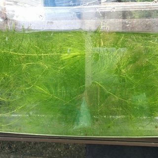 最終処分 マツモメダカの隠れ家に Discus Kis 塩屋のその他の中古あげます 譲ります ジモティーで不用品の処分