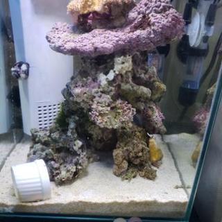 サイレントフローパワーホワイト りんこ 豊島のその他の中古あげます 譲ります ジモティーで不用品の処分