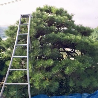 庭木の剪定(庭木のお手入れ)                                                               - 岡山市