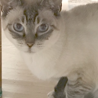 美猫のシニア シャーミーさんの画像