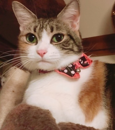 小顔の三毛猫 女の子 里親決定いたしました ヒメポん 東高円寺の猫の里親募集 ジモティー