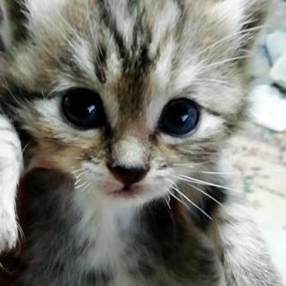 北海道 釧路市の子猫 里親募集 ジモティー 北海道 釧路市の子猫 里親募集 ジモティー