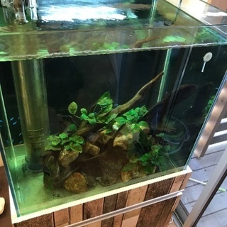 ガラスオーバーフロー水槽 縦60×横60×奥45