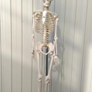 人体骨格模型　標本　整体院　整骨院　カイロプラクティック