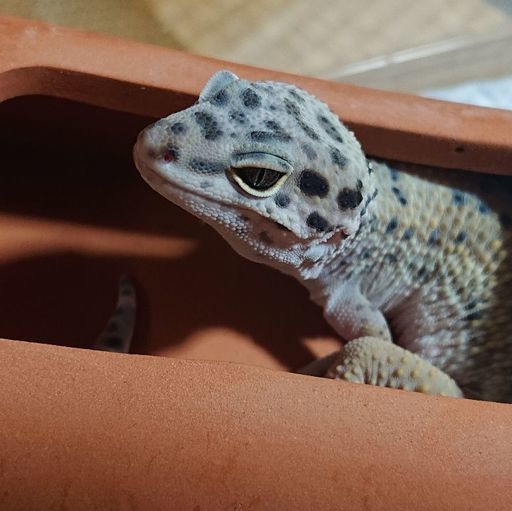 ボールパイソン レオパ わさ吉 さくらんぼ東根のその他の里親募集 ジモティー