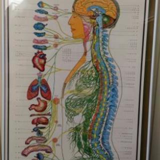 自律神経系統図ポスター　カイロプラクティック　額縁入り