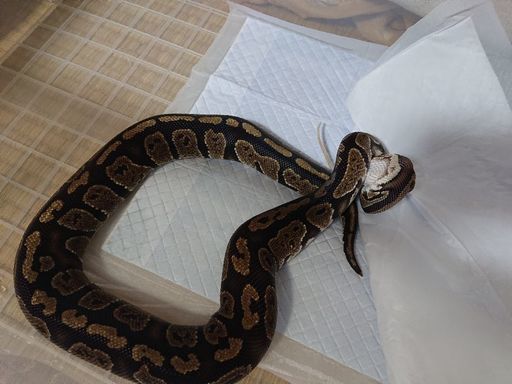 ボールパイソン レオパ わさ吉 さくらんぼ東根のその他の里親募集 ジモティー