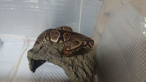 ボールパイソン レオパ わさ吉 さくらんぼ東根のその他の里親募集 ジモティー