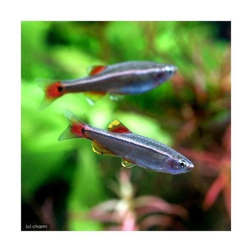 アカヒレ熱帯魚３０匹です Kazu 新井薬師前のその他の中古あげます 譲ります ジモティーで不用品の処分