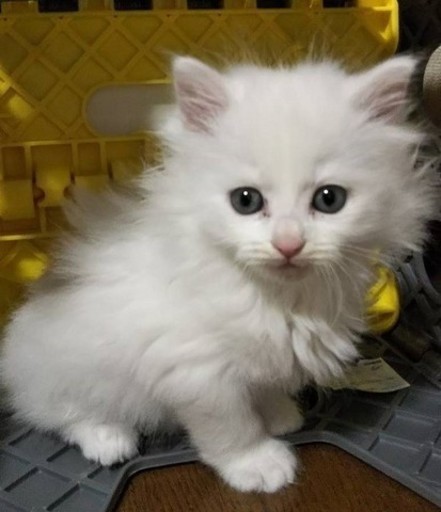 チビ猫 綿の国星から来ました ねこネットあま 青塚の猫の里親募集 ジモティー チビ猫 綿の国星から来ました ねこネットあま 青塚の猫の里親募集 ジモティー