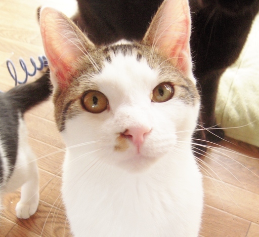 犬のような猫はいかが よりお 8 9ヶ月前後 むびらき 熊谷の猫の里親募集 ジモティー 犬のような猫はいかが よりお 8 9ヶ月前後 むびらき 熊谷の猫の里親募集 ジモティー