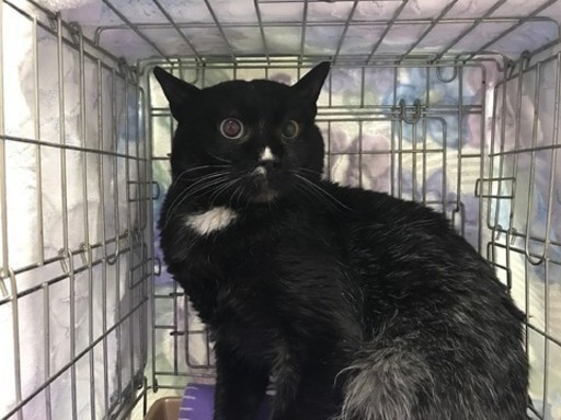 成猫ちょっとフクロウ似かもオッドアイ君 ねこネットあま 青塚の猫の里親募集 ジモティー