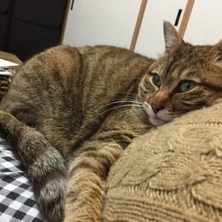 成猫   メス   4歳