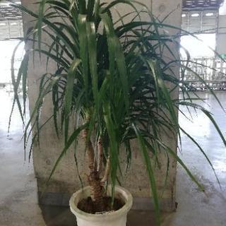 カンボジアーナ　ドラセナ　観葉植物